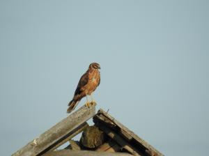 Nuori Arosuohaukka Tornio, Hallaniitty 23.8.2018 Jouni Saarela